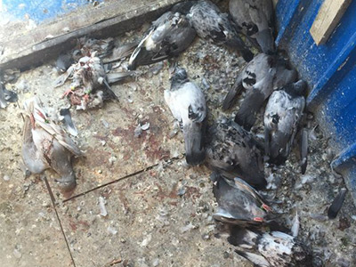 �����Σ��������������ư���