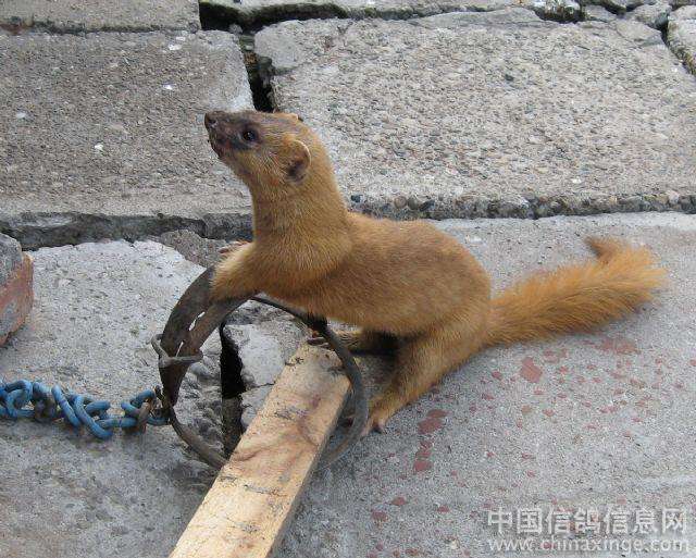百科长知识：灭鼠防狼的建议