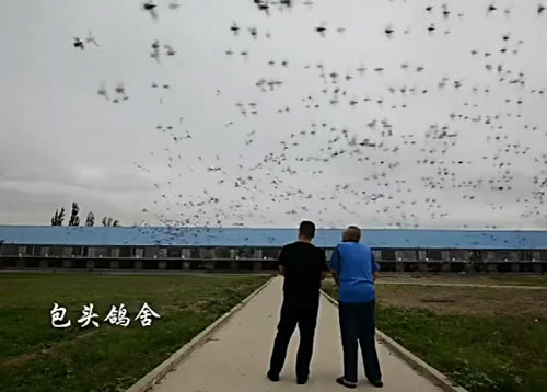 精彩片段：每个爱鸽的人都有一个梦