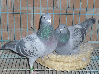 ��ô�������ɼ��������