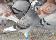 ���ǹ�н������湫�