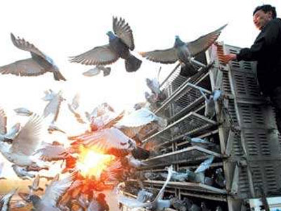 չʧ١  300ֻӸŷɻ