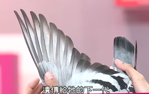 台湾鸽友鉴赏三羽价值千万种鸽