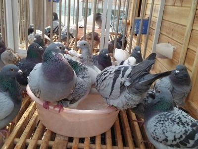 �Ÿ�ϴ���ҩ����Խ��Խ��