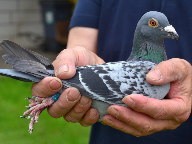 ����ʱ�Ǿ���II������14431��ھ���¯