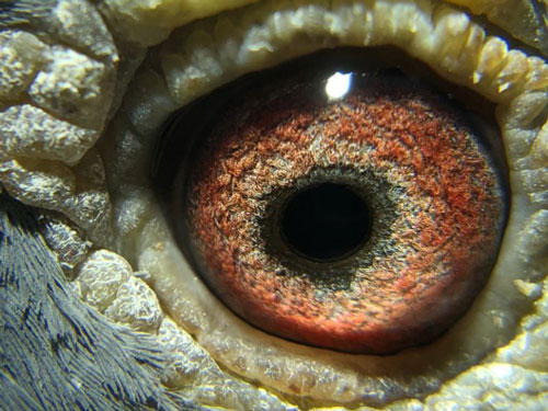 ��������ɹ��ھ��Ľ�ĸ�۾�