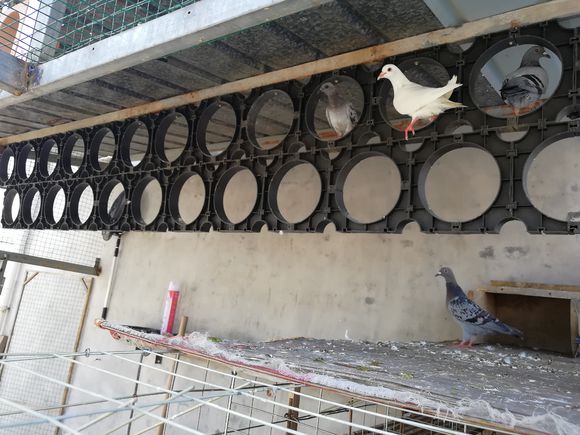 ���롱��ʽ������ �ҷ�������