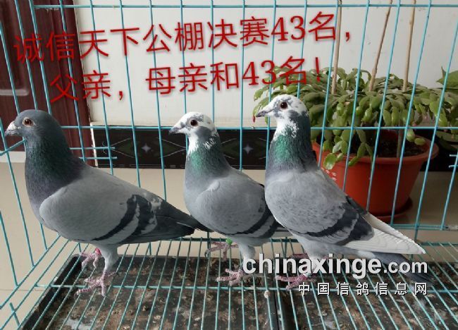 �ܼ��볬���� ����43�����뼰��ĸ�������ͣ�