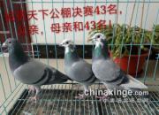 �ܼ��볬���� ����43�����뼰��ĸ�������ͣ�