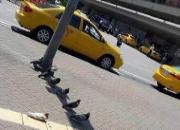 �ȵ�����Ҳץ���Ŷӱ�������Ȳ���