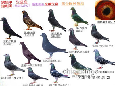 李种心得系列篇之二：保种与育种