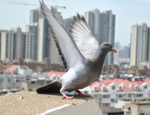 ���ϸ뾭��������ѵƪ