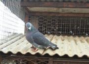 ��Զ�̹鳲���µͣ���������ô˵