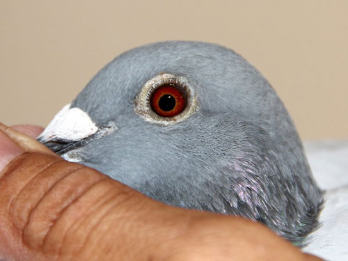 ��ƿ˱���Ѫ��Ӯ���о���˫�ھ�