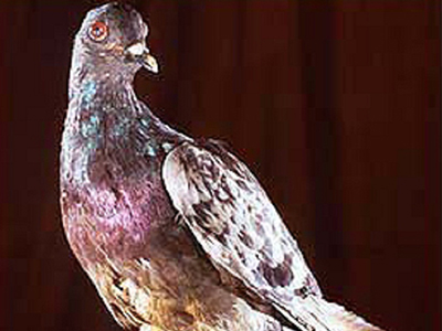 ÿ��һ�룺Ӣ��ʮ��ѫ�¸롰ѩ��������