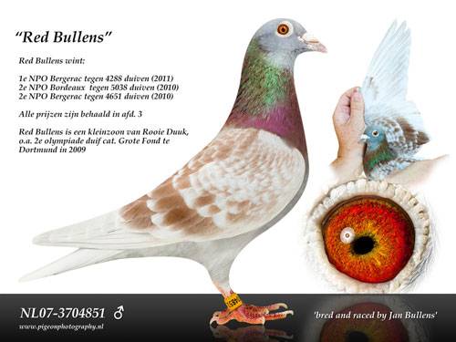 ÿ��һ�룺���������³衰��ţ�š�