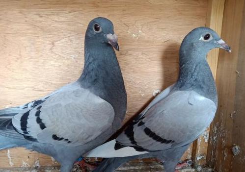 2018�����һ���׸�������