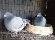 �����ĵ�ϵ��ƪ֮�ģ�����������