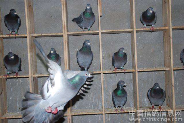 Ѫͳ��������Զ�Ҳ����ø�����