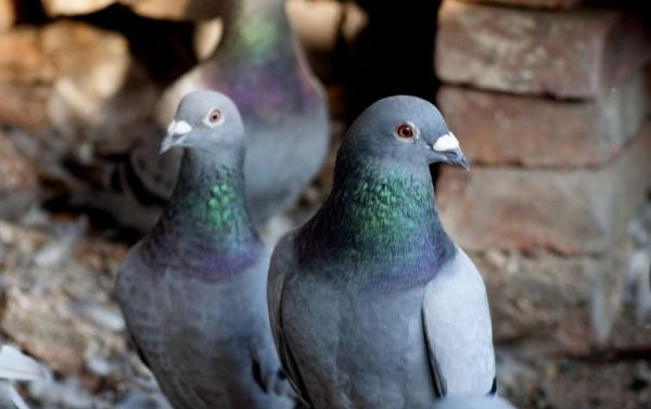 ��������׻�������