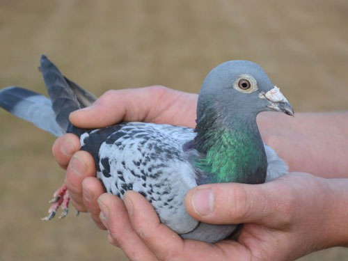 ÿ��һ�룺����ʱ�ġ�����С��