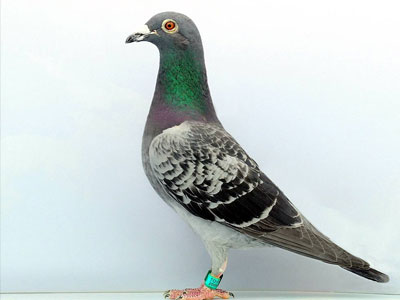 ���ʮȫʮ���μӾ������(һ)