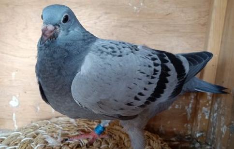 �������һֻ��༸�