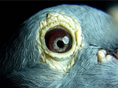 ̽�ָ��۵�Ӧ�û���(��)