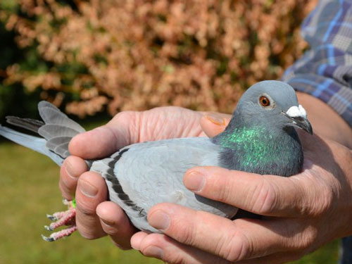 �����޺��������׸���38692���ܹھ�