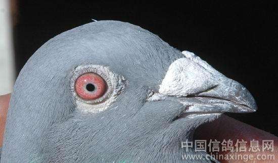 ̽�ָ��۵�Ӧ�û���(��)