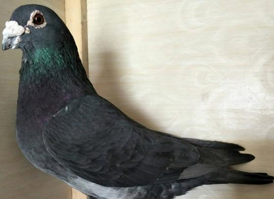 �����ĵ�ϵ��ƪ֮�ߣ�������Ⱥ��