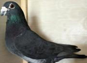 �����ĵ�ϵ��ƪ֮�ߣ�������Ⱥ��