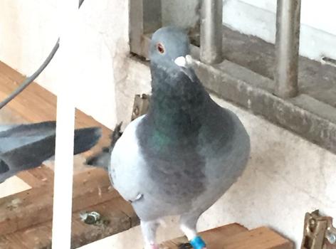 ������ëΪ�İ㣿