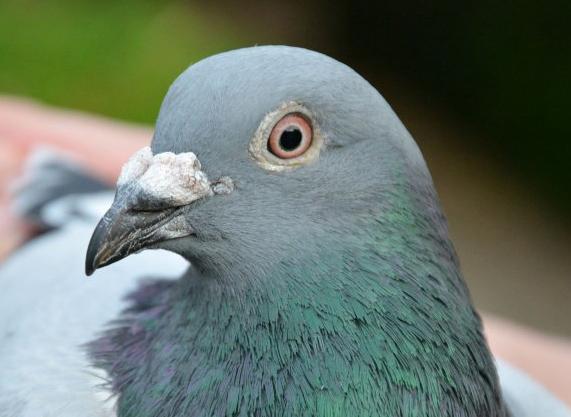 һ�����ۡ�����2018ŷ�޹������ھ������ͼ� 