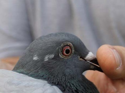 �Ǿ���III�ھ����ȿ� ����С�������ٻ��λ