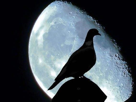 ��ҹ����Ϊһ����Ŀ��