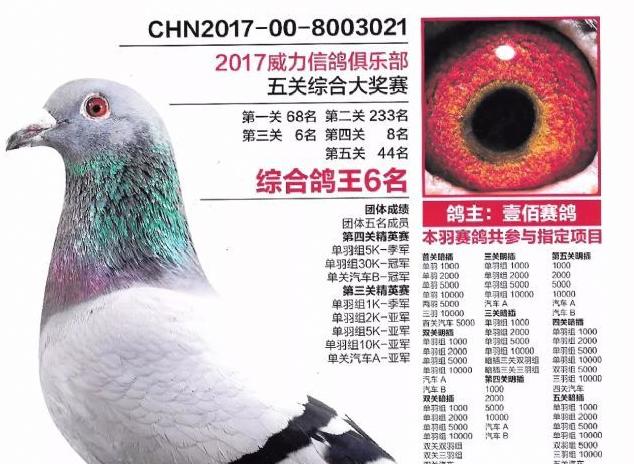 ���գ�2017���й����Ӯ��������