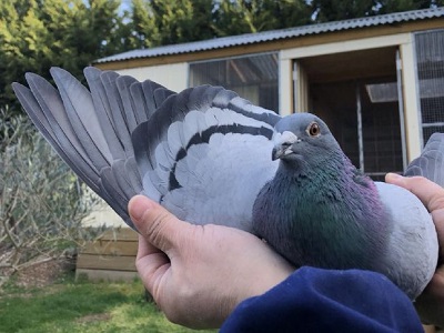 ���˸����ڰ��ޣ�ŷ�޺��ź�����͸�λ