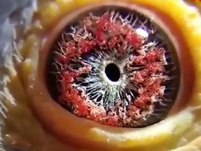 �Ĵ����롰����ɰ�������Ǻ�Ѫ���룡