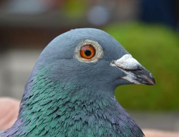 ����ս���չ٣�����³IV1.4����ھ�������