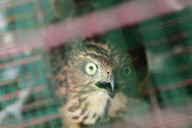 凤头苍鹰闯入鸽舍 被抓后装死卖萌求放过