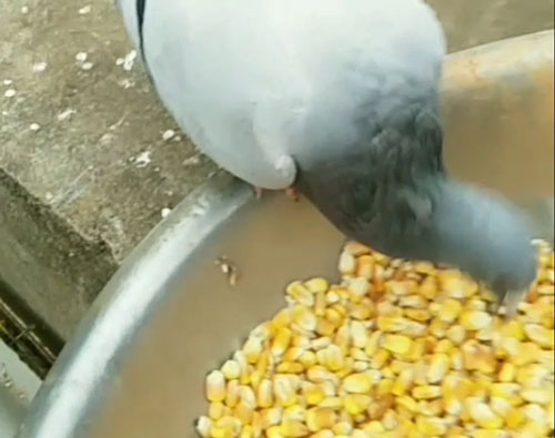 ���������ܷ�����أ�