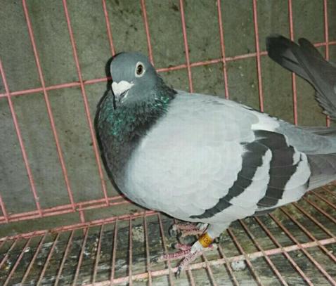 ��ֻ������������59�α���