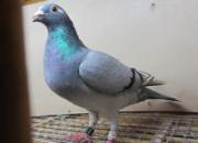 �Ÿ��ʤ�������뱾��