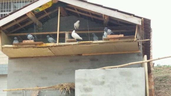 �������ƽƽ���� ��ʵ����Ǭ��