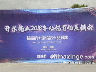 开尔赛鸽文化交流中心铭鸽展惊鸿一瞥（图）