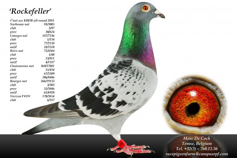 ÿ��һ�룺���˹鳲ն��KBDBȫ�ܸ����ھ�