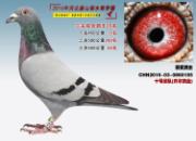�������ظ߷��ٵ͹鳲 ����ϲ��Ժ�ڹھ�