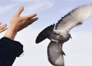 �鳲�ʳ��˳ɣ�ɽ�������������˳������