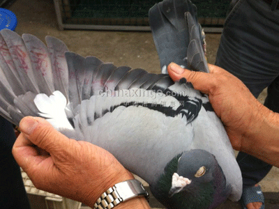 ÿһ룺ɸھʹ桱(ͼ)